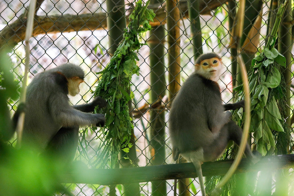 La mayoría de los primates del EPRC han sido víctimas del tráfico ilegal de animales y llegaron al centro gracias a decomisos realizados por las autoridades o mediante entregas voluntarias. (Foto: VNA)