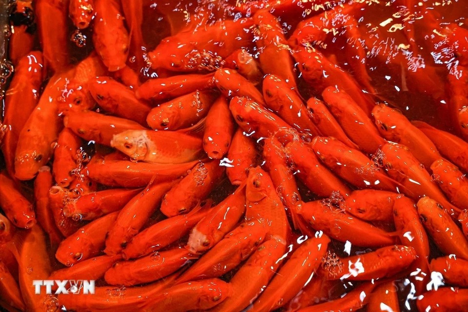 Carpas rojas servidas para el Día de los Dioses de la Cocina. (Foto: VNA)