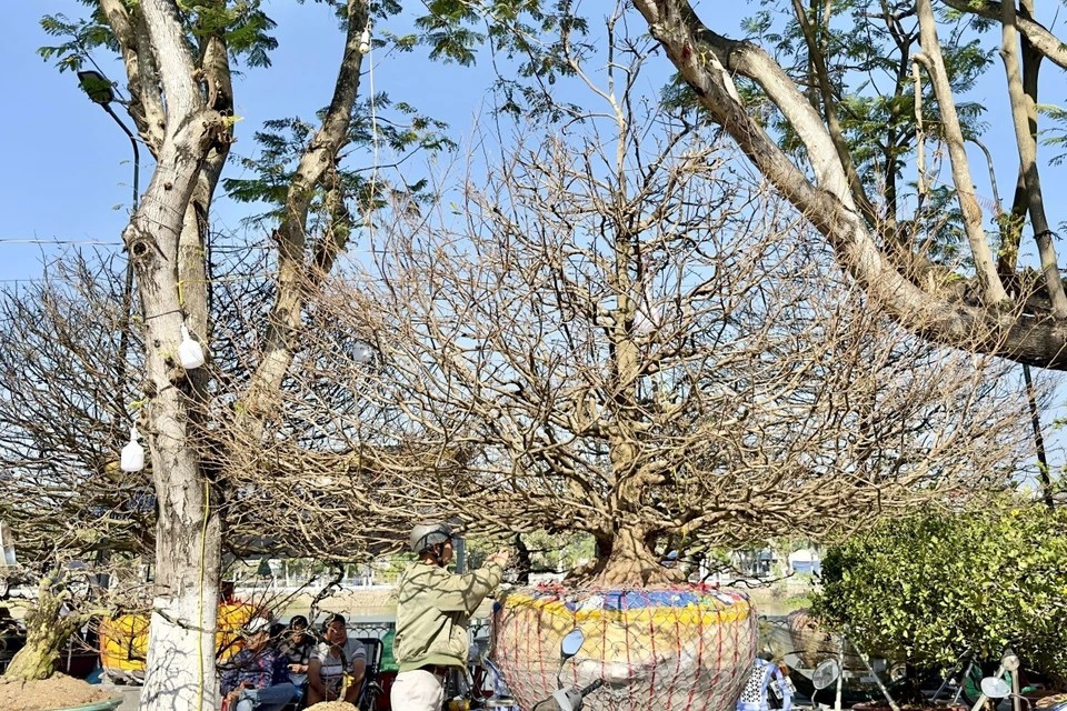 Un viejo albaricoquero amarillo de 60 años se ofrece a la venta por 220 mil dólares en el mercado de flores de Long Xuyen, An Giang. (Foto: VNA)