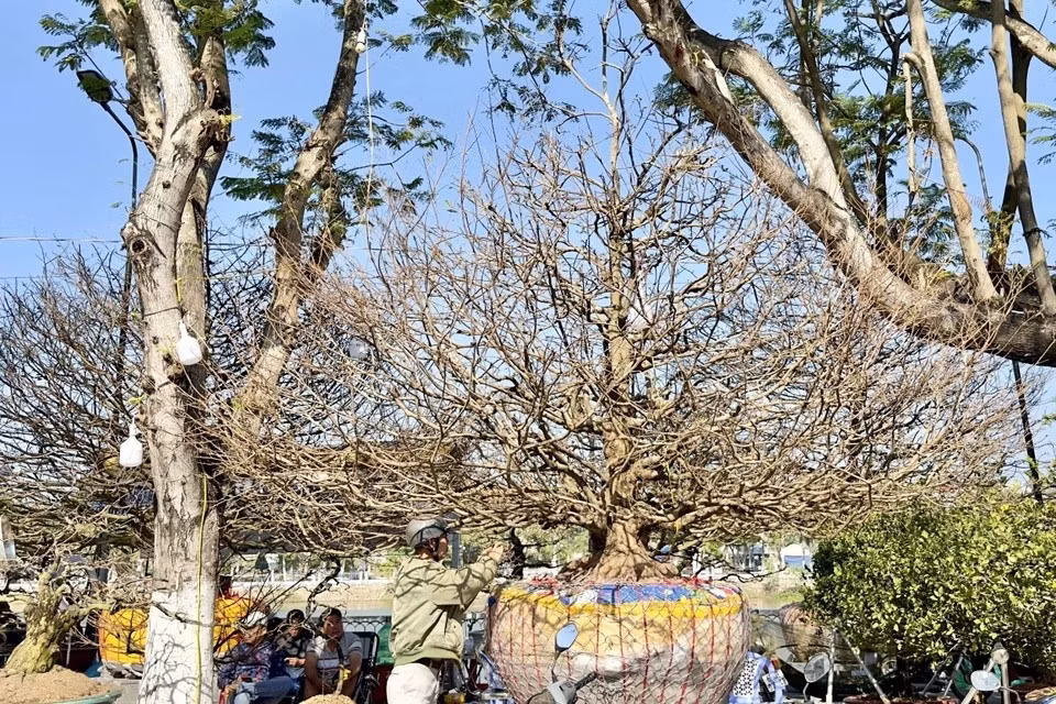 Un viejo albaricoquero amarillo de 60 años se ofrece a la venta por 220 mil dólares en el mercado de flores de Long Xuyen, An Giang. (Foto: VNA)