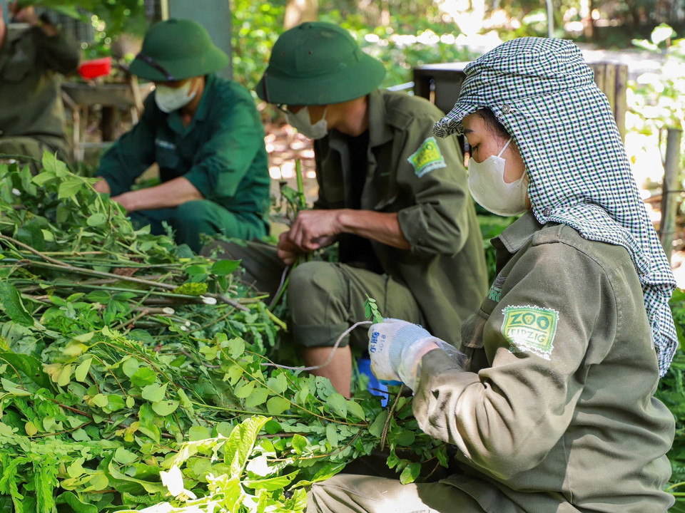 Detrás del cuidado minucioso de cada primate está el compromiso incansable de un equipo dedicado de expertos, personal y voluntarios. (Foto: VNA)