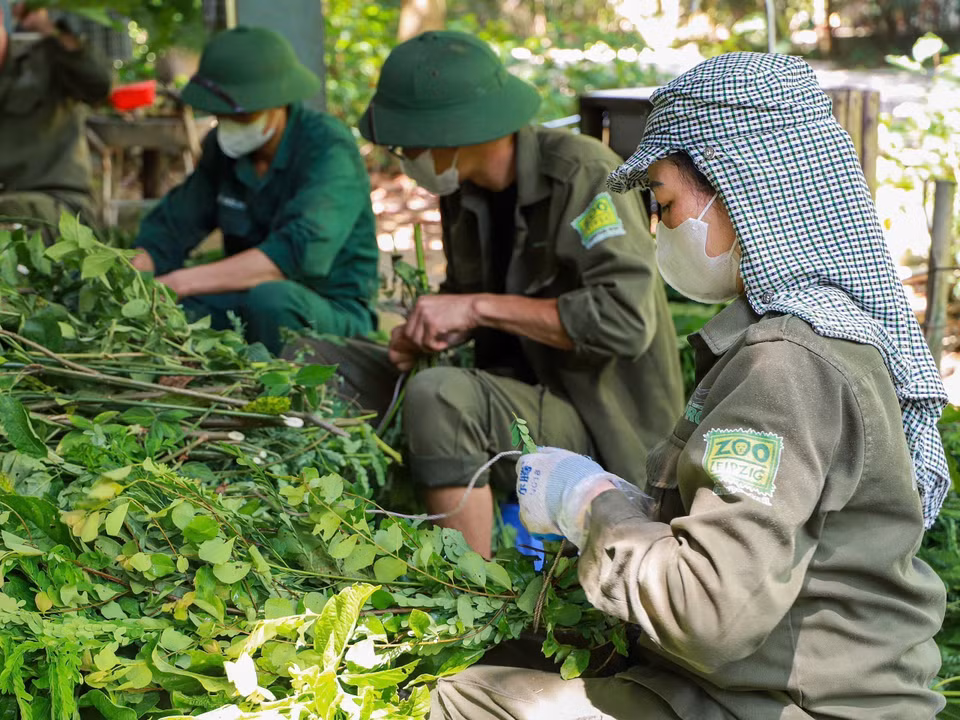 Detrás del cuidado minucioso de cada primate está el compromiso incansable de un equipo dedicado de expertos, personal y voluntarios. (Foto: VNA)