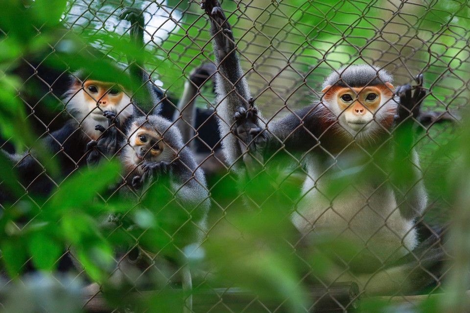 Una familia de langures douc de patas grises (Pygathrix cinerea) en el Centro. (Foto: VNA)