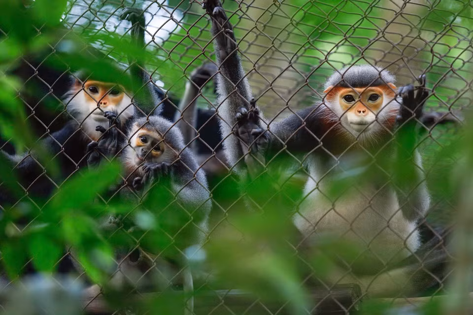 Una familia de langures douc de patas grises (Pygathrix cinerea) en el Centro. (Foto: VNA)