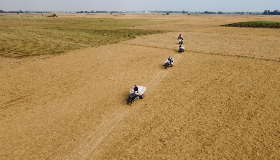 Carros tirados por búfalos arrastrando arroz en el campo en la comuna de Thuong Phuoc 1, distrito de Hong Ngu (Dong Thap). (Fuente: VNA)