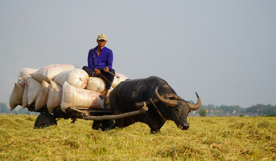 Dependiendo de la distancia, el costo de transportar cada bolsa de arroz desde el campo hasta el punto de recolección varía entre siete mil y diez mil VND (un dólar equivale a 25 mil 475 VND). (Fuente: VNA)