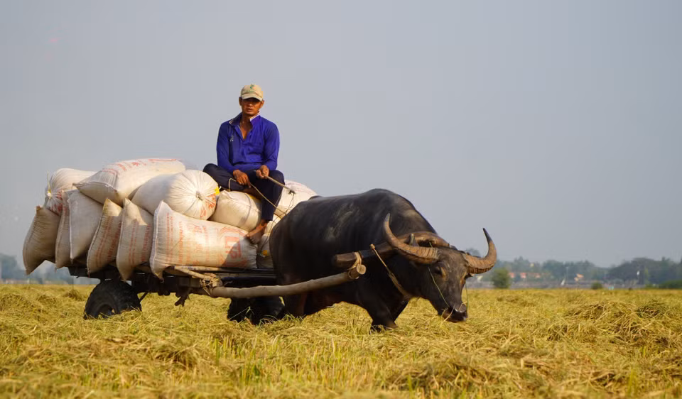 Dependiendo de la distancia, el costo de transportar cada bolsa de arroz desde el campo hasta el punto de recolección varía entre siete mil y diez mil VND (un dólar equivale a 25 mil 475 VND). (Fuente: VNA)