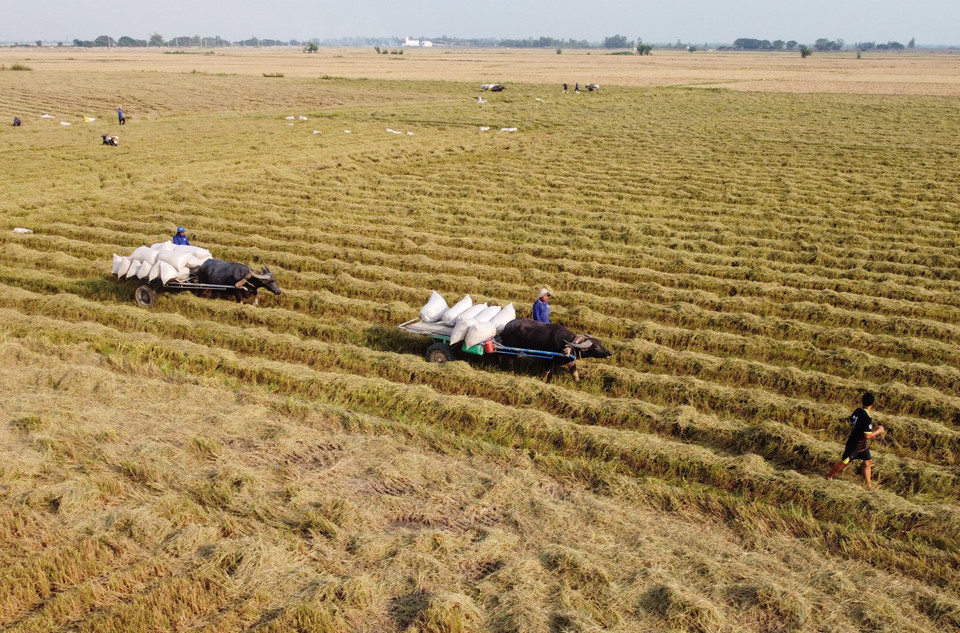 Carros tirados por búfalos arrastrando arroz en el campo en la comuna fronteriza de Thuong Phuoc 1, distrito de Hong Ngu (Dong Thap).