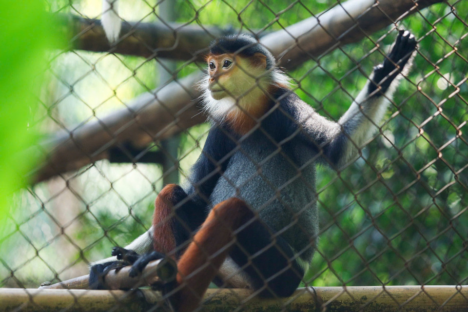 Conocido como la "Reina de los Primates" por su pelaje espectacular, el langur douc de patas rojas luce una barba blanca alrededor del rostro en machos y hembras adultos, además de patas de un llamativo color marrón rojizo. (Foto: VNA)