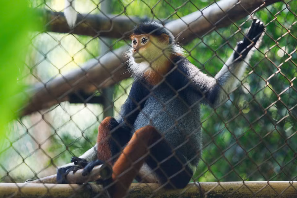 Conocido como la "Reina de los Primates" por su pelaje espectacular, el langur douc de patas rojas luce una barba blanca alrededor del rostro en machos y hembras adultos, además de patas de un llamativo color marrón rojizo. (Foto: VNA)