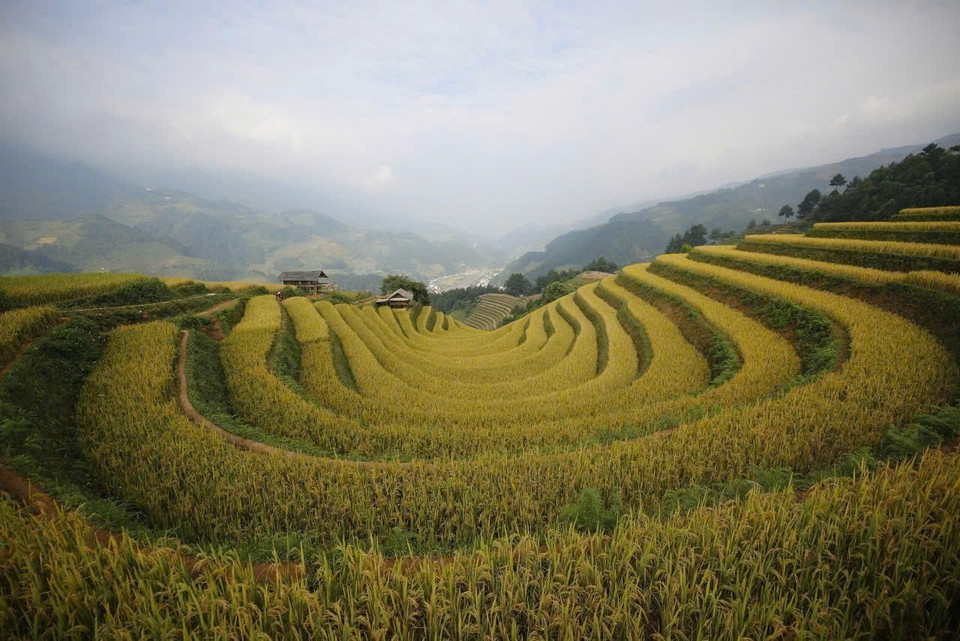Los campos en terrazas de Mu Cang Chai ofrecen un espectáculo impresionante durante la temporada de cosecha del arroz. (Foto: VNA)