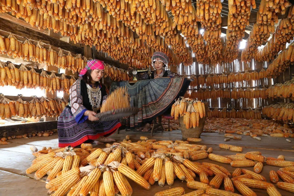El granero de maíz de la etnia Mong en Mu Cang Chai resplandece con un vibrante amarillo dorado. (Foto: VNA)