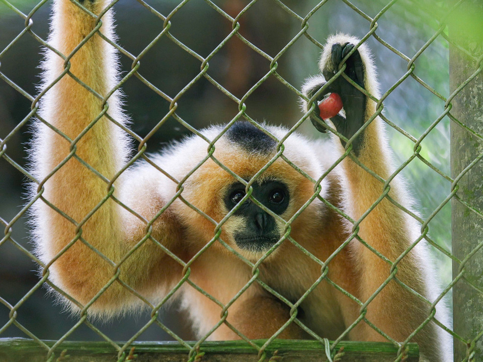 La hembra del gibón de mejillas rojas resalta por su pelaje de tonos naranja y beige, con algunas franjas negras en la cabeza. (Foto: VNA)