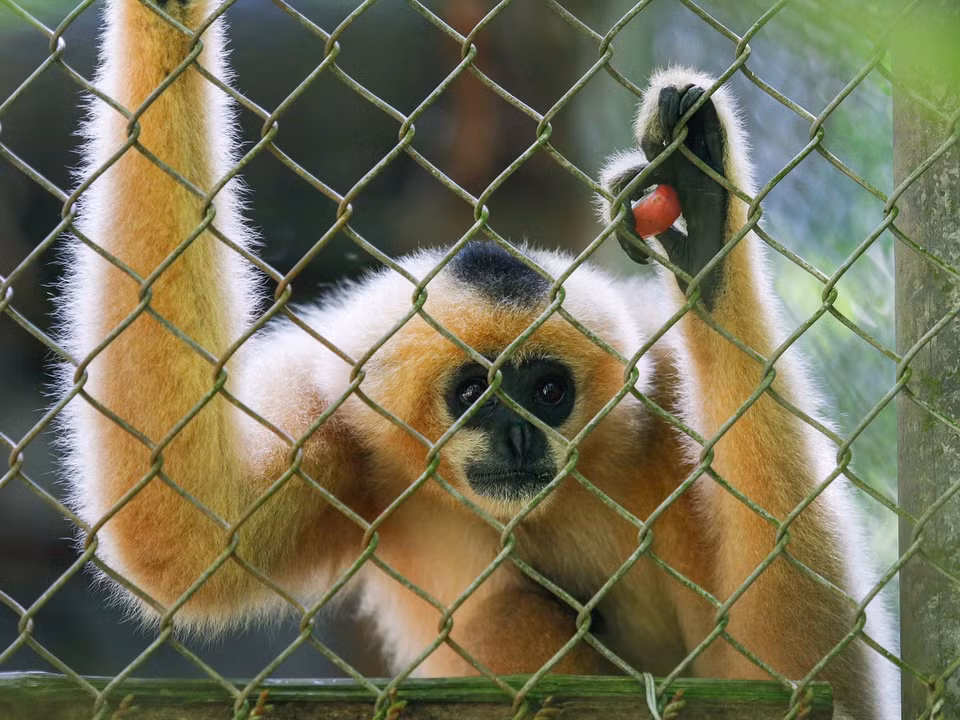 La hembra del gibón de mejillas rojas resalta por su pelaje de tonos naranja y beige, con algunas franjas negras en la cabeza. (Foto: VNA)