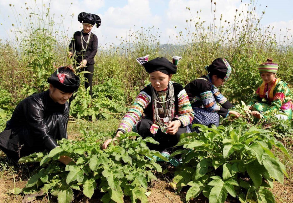 Cuidado de las plantas medicinales en Ha Giang. (Foto: VNA)