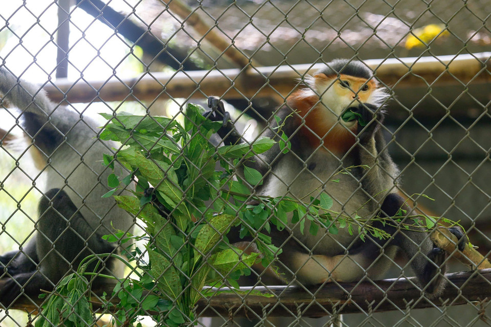 La selección de las hojas se realiza cuidadosamente para asegurar una alimentación segura y adecuada para cada especie. (Foto: VNA)