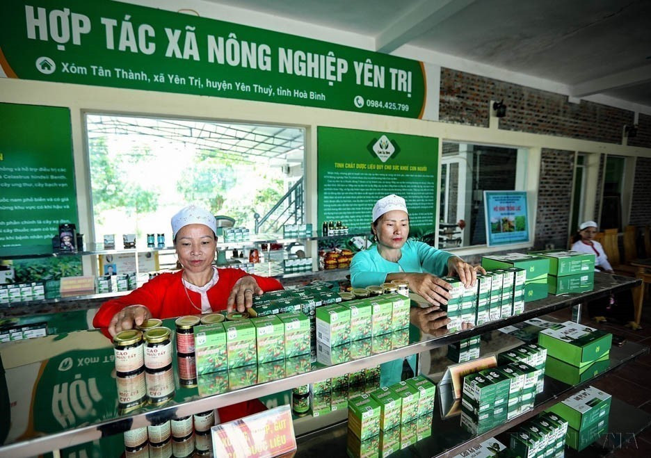 La Cooperativa Agrícola Yen Tri (Yen Thuy, Hoa Binh) invirtió en líneas de producción modernas y elaboro muchos productos herbales de alta calidad. (Foto: VNA)