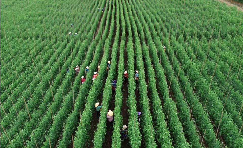 La empresa Trong Nghia, en la provincia norvietnamita de Lai Chau, produce verduras y frutas tanto para el consumo interno como para la exportación a Japón, Corea del Sur y Australia. (Foto: VNA)