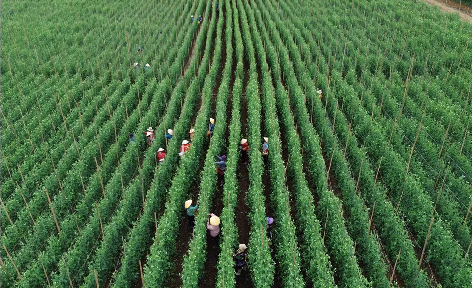 La empresa Trong Nghia, en la provincia norvietnamita de Lai Chau, produce verduras y frutas tanto para el consumo interno como para la exportación a Japón, Corea del Sur y Australia. (Foto: VNA)