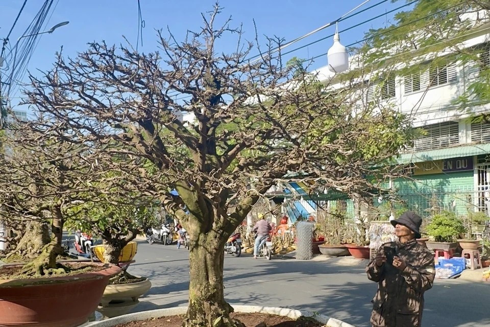 Un albaricoquero amarillo se ofrece a la venta por cuatro mil 800 dólares en el mercado de flores de Long Xuyen, An Giang. (Foto: VNA)