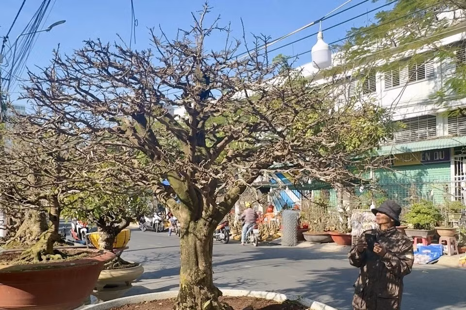 Un albaricoquero amarillo se ofrece a la venta por cuatro mil 800 dólares en el mercado de flores de Long Xuyen, An Giang. (Foto: VNA)