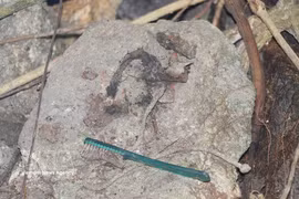 Reliquias de la guerra, entre ellas municiones y un cepillo de dientes, descubiertas en la cueva de Da Sap, en la aldea de Lam Tay, comuna de Ha Nha, ciudad de Da Nang. (Foto: VNA)