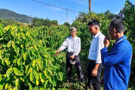 Los agricultores aprenden a plantar y cuidar los cafetos. (Foto: VNA)