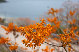 Cu Lao Cham se viste de rojo anaranjado con la floración del ngo dong