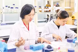 La investigación sobre la extracción del compuesto bioactivo vitexina de las cáscaras de frijol mungo ha contribuido a mejorar la eficacia del tratamiento de la diabetes. (Foto: nhandan.vn)