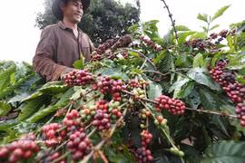 Cosecha de café por la Compañía Cafetera 706 (Corporación Cafetera de Vietnam) en el distrito de Ia Grai, provincia de Gia Lai. (Foto: VNA)