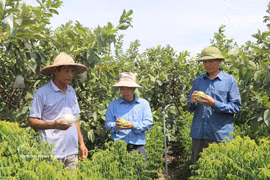 Los productos agrícolas de la comuna de Khanh Trung, provincia de Ninh Binh, certificados por el programa OCOP, contribuyen a aumentar los ingresos y consolidar la marca local. Foto: VNA