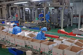 La empresa Long Hai, ubicada en el Clúster Industrial 1, barrio de Thach Khoi, ciudad de Hai Phong, produce cada año cientos de toneladas de productos destinados al consumo nacional y a la exportación. Foto: VNA
