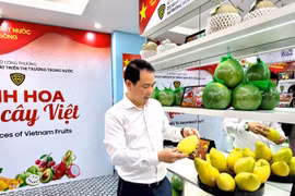 La exposición presentará las ricas características, la identidad y el potencial de desarrollo de las frutas vietnamitas, uno de los grupos de productos agrícolas clave del país. (Foto: Vietnam+)