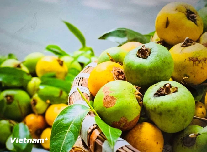 Qua Thi (Diospyros decandra) (Fuente: Vietnamplus) qua-thi-3656.jpg