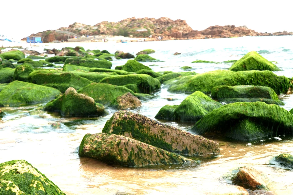 Las rocas naturales, con formas únicas y cubiertas de un vibrante musgo verde, crean un paisaje impresionante y llamativo. (Foto: VNA)