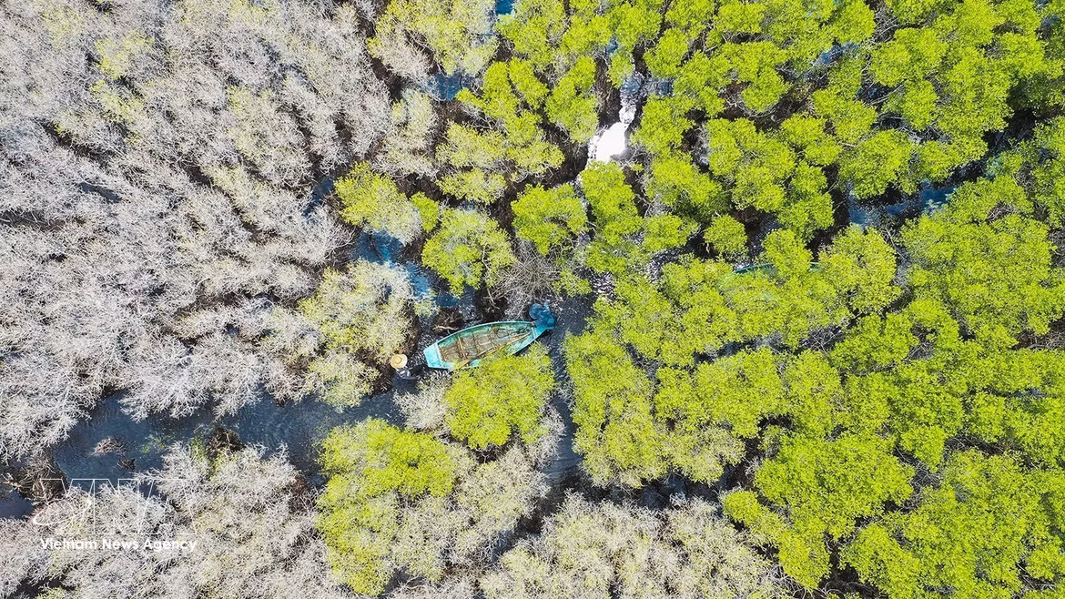 Manglar de Bau Ca Cai en provincia de Quang Ngai: un “pulmón verde” prístino y atractivo