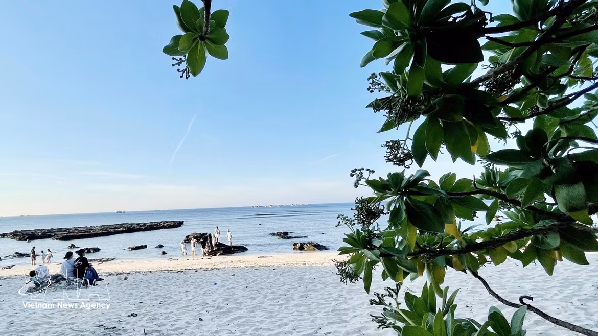 Belleza de la temporada de floración en la isla de Ly Son