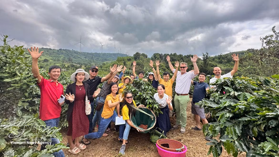  Un siglo de café de Khe Sanh: la tierra roja que da vida al prestigioso arábica vietnamita