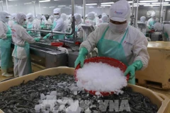 Procesamiento de camarones para exportación (Foto ilustrativa: VNA)