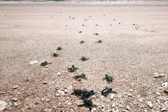 Las crías de tortuga regresan al mar en el Parque Nacional Nui Chua (comuna de Vinh Hai, provincia de Khanh Hoa) (Foto: VNA)