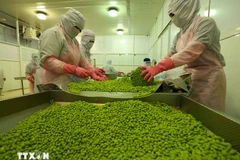 Trabajadores procesan soja para exportación. (Foto: VNA)