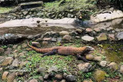 Un dragón de Komodo en el Zoológico de Ragunan en Yakarta, Indonesia. (Foto: VNA)