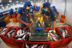Procesamiento del pescado Tra para la exportación del grupo Sao Mai, en la provincia de Dong Thap (Foto: VNA)