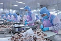 Procesamiento de pulpo para exportación al mercado japonés en la empresa Huy Nam, provincia de An Giang. (Foto: VNA)