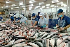 Procesamiento de pescado Tra para la exportación (Foto: VNA)