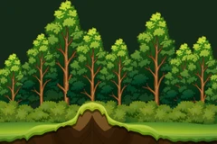 Vietnam registra más de 14,97 millones de hectáreas de bosque