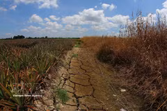 Muchos canales interiores de la ciudad de Can Tho se secan tras un período prolongado de calor extremo. (Foto: VNA)