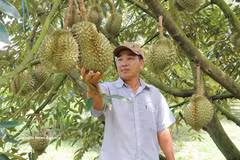 Un trabajador de la cooperativa de durián Huong Thanh, en la provincia de Lam Dong, inspecciona las frutas para la exportación. (Foto: VNA)