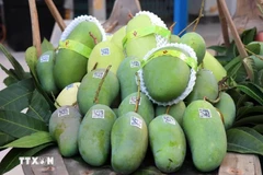 Provincia vietnamita envía primer lote de mangos de piel verde a Estados Unidos