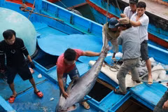 Los marineros clasifican los pescados el puerto de Hon Ro, provincia de Khanh Hoa. (Foto: VNA)